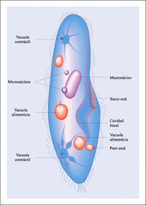 Reino protista Reino protista