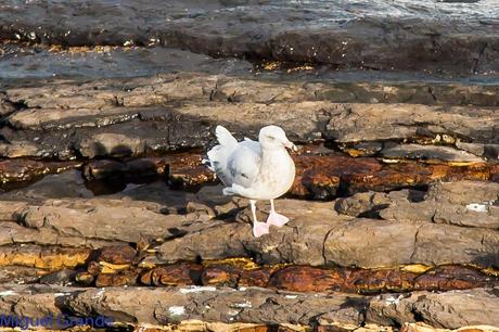 ONDARROA UN LUGAR DE SORPRESAS-GAVIOTA ARGÉNTEA EUROPEA-GAVIOTA ARGÉNTEA AMERICANA Y GAVIÓN ÁTLANTICO