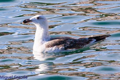 ONDARROA UN LUGAR DE SORPRESAS-GAVIOTA ARGÉNTEA EUROPEA-GAVIOTA ARGÉNTEA AMERICANA Y GAVIÓN ÁTLANTICO