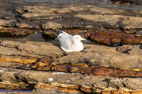 ONDARROA UN LUGAR DE SORPRESAS-GAVIOTA ARGÉNTEA EUROPEA-GAVIOTA ARGÉNTEA AMERICANA Y GAVIÓN ÁTLANTICO