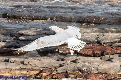 ONDARROA UN LUGAR DE SORPRESAS-GAVIOTA ARGÉNTEA EUROPEA-GAVIOTA ARGÉNTEA AMERICANA Y GAVIÓN ÁTLANTICO