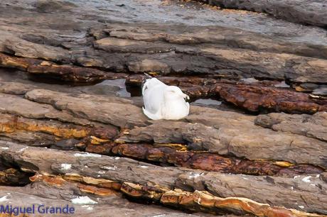 ONDARROA UN LUGAR DE SORPRESAS-GAVIOTA ARGÉNTEA EUROPEA-GAVIOTA ARGÉNTEA AMERICANA Y GAVIÓN ÁTLANTICO