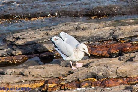 ONDARROA UN LUGAR DE SORPRESAS-GAVIOTA ARGÉNTEA EUROPEA-GAVIOTA ARGÉNTEA AMERICANA Y GAVIÓN ÁTLANTICO