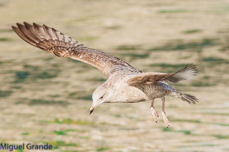 ONDARROA UN LUGAR DE SORPRESAS-GAVIOTA ARGÉNTEA EUROPEA-GAVIOTA ARGÉNTEA AMERICANA Y GAVIÓN ÁTLANTICO