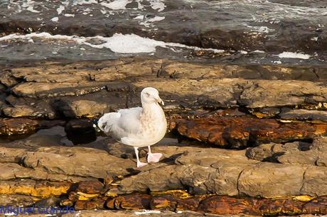 ONDARROA UN LUGAR DE SORPRESAS-GAVIOTA ARGÉNTEA EUROPEA-GAVIOTA ARGÉNTEA AMERICANA Y GAVIÓN ÁTLANTICO