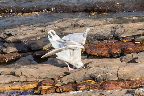 ONDARROA UN LUGAR DE SORPRESAS-GAVIOTA ARGÉNTEA EUROPEA-GAVIOTA ARGÉNTEA AMERICANA Y GAVIÓN ÁTLANTICO