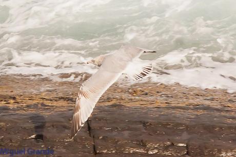 ONDARROA UN LUGAR DE SORPRESAS-GAVIOTA ARGÉNTEA EUROPEA-GAVIOTA ARGÉNTEA AMERICANA Y GAVIÓN ÁTLANTICO