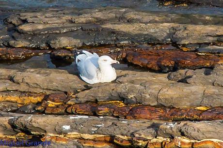 ONDARROA UN LUGAR DE SORPRESAS-GAVIOTA ARGÉNTEA EUROPEA-GAVIOTA ARGÉNTEA AMERICANA Y GAVIÓN ÁTLANTICO