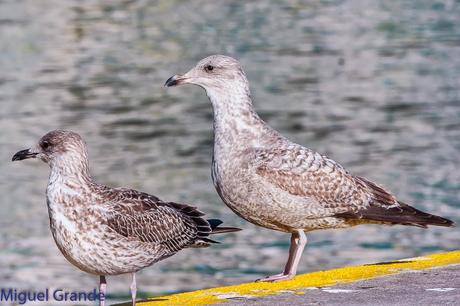 ONDARROA UN LUGAR DE SORPRESAS-GAVIOTA ARGÉNTEA EUROPEA-GAVIOTA ARGÉNTEA AMERICANA Y GAVIÓN ÁTLANTICO