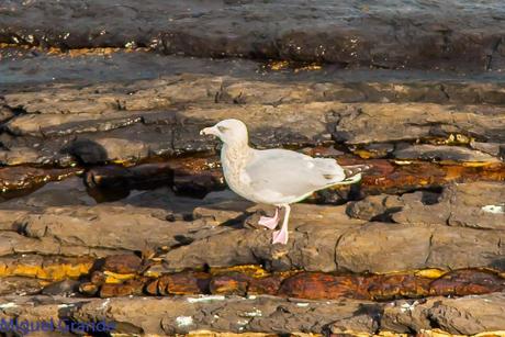 ONDARROA UN LUGAR DE SORPRESAS-GAVIOTA ARGÉNTEA EUROPEA-GAVIOTA ARGÉNTEA AMERICANA Y GAVIÓN ÁTLANTICO