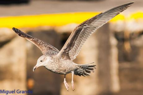 ONDARROA UN LUGAR DE SORPRESAS-GAVIOTA ARGÉNTEA EUROPEA-GAVIOTA ARGÉNTEA AMERICANA Y GAVIÓN ÁTLANTICO