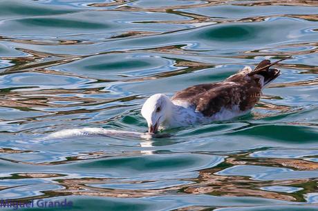 ONDARROA UN LUGAR DE SORPRESAS-GAVIOTA ARGÉNTEA EUROPEA-GAVIOTA ARGÉNTEA AMERICANA Y GAVIÓN ÁTLANTICO