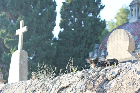 Pasea, vive, ama Paseo mallorca 12