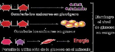 ¿Quieres ser diabético? ¿Quieres ser diabético?