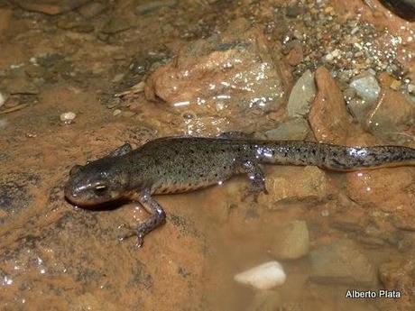 Las primeras lluvias del otoño hacen salir a los anfibios... - The first rains of autumn make out amphibians...