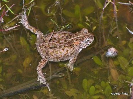 Las primeras lluvias del otoño hacen salir a los anfibios... - The first rains of autumn make out amphibians...