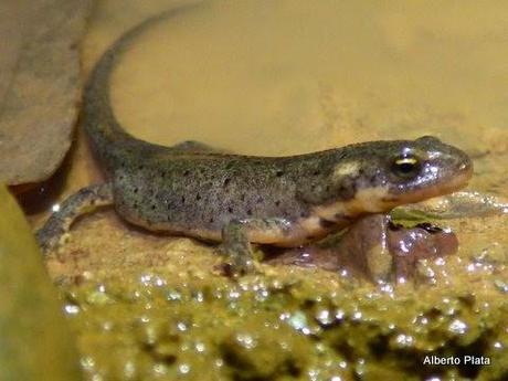 Las primeras lluvias del otoño hacen salir a los anfibios... - The first rains of autumn make out amphibians...