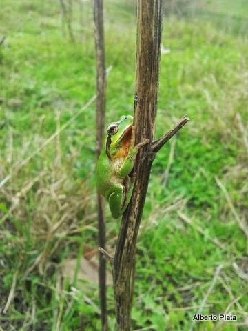 Las primeras lluvias del otoño hacen salir a los anfibios... - The first rains of autumn make out amphibians...