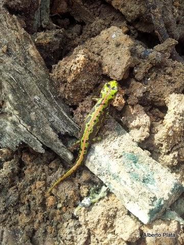 Las primeras lluvias del otoño hacen salir a los anfibios... - The first rains of autumn make out amphibians...