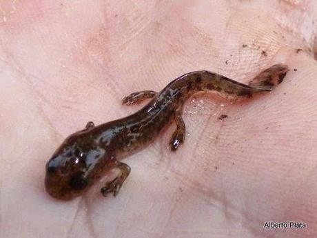 Las primeras lluvias del otoño hacen salir a los anfibios... - The first rains of autumn make out amphibians...