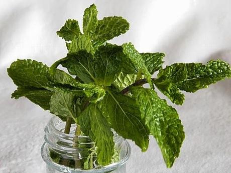Del perejil, el cebollino y la menta Del perejil, el cebollino y la menta