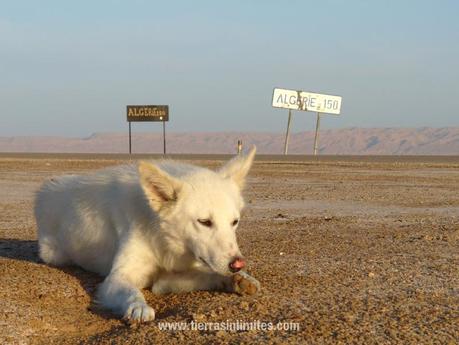 Qué es Túnez El lago salado Chott el Djerid