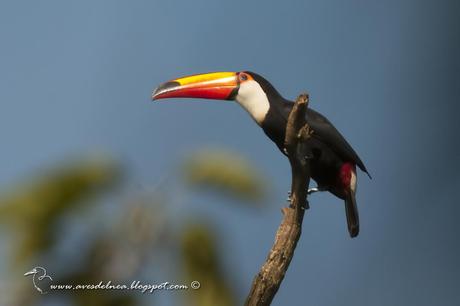 Tucán grande (Toco Toucan) Ramphastos toco Tucán grande (Toco Toucan) Ramphastos toco