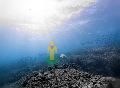Google Maps: Bucea en un arrecife de coral