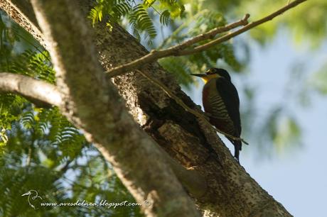 Carpintero arcoiris (Yellow-fronted woodpecker) Melanerpes flavifrons