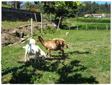 LECHE DE CABRA FRITA LECHE DE CABRA FRITA