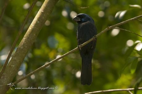 Reinamora grande (Ultramarine Grossbeak) Cyanocompsa brissonii