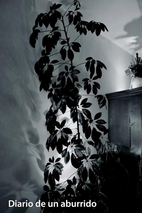 Viajando con Ursula le Guin al fondo oscuro de lo innombrable y tranquilizándose después con un clafoutis de plátano Viajando con Ursula le Guin al fondo oscuro de lo innombrable y tranquilizándose después con un clafoutis de plátano