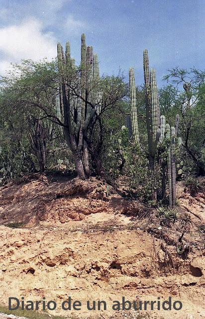 Recuerdos de Oaxaca Recuerdos de Oaxaca