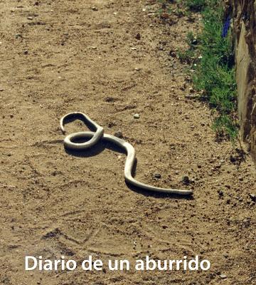 El año de la serpiente El año de la serpiente