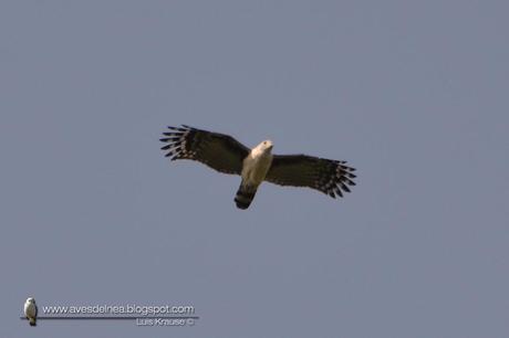 Milano cabeza gris (Gray-headed kite) Leptodon cayanensis