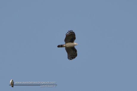 Milano cabeza gris (Gray-headed kite) Leptodon cayanensis