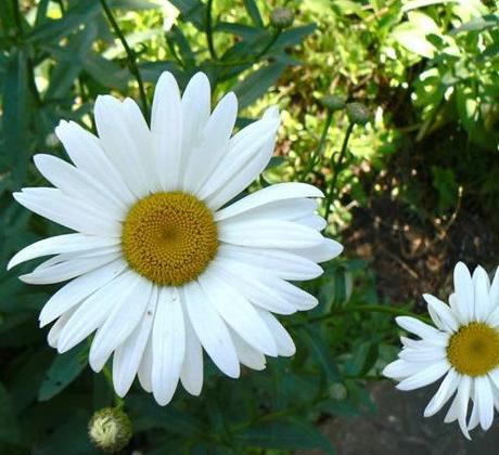 Me quiere… no me quiere… me quiere… Margarita de 35 pétalos