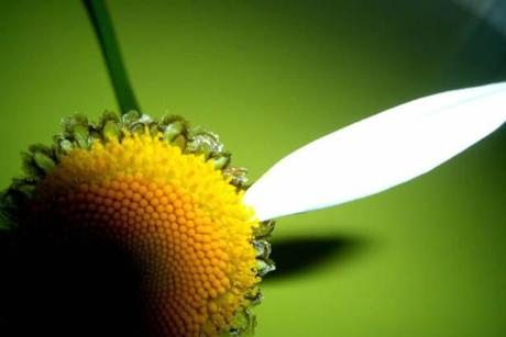 Me quiere… no me quiere… me quiere… margaritas
