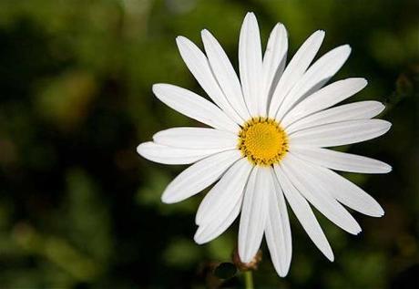 Me quiere… no me quiere… me quiere… Margarita de 21 pétalos