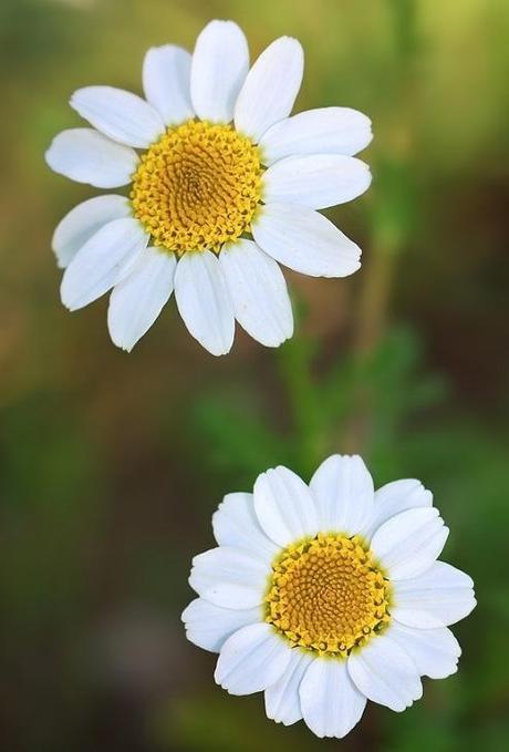 Me quiere… no me quiere… me quiere… Margaritas de 13 pétalos