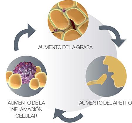 Método Pronokal para bajar de peso y no recuperarlo, vía @EsbelticModel circulo vicioso lipoinflamacion