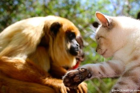 Samaipata: como decían los Incas, este es un lugar de descanso. El refugio samaipata animales