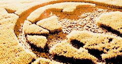 ¡Ya arde el Sinsajo! ¡Ya arde el Sinsajo!