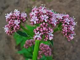 Sabías que … La Hierba de los Gatos , la Valeriana valeriana