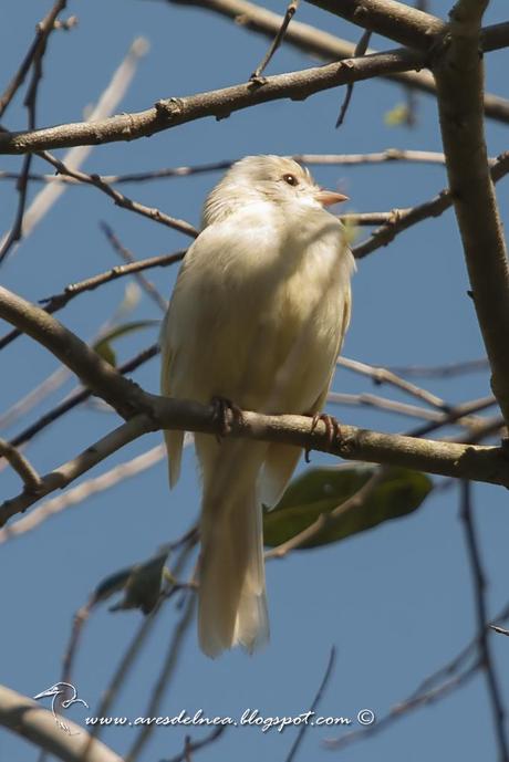 Fiofío copetón (Yellow-bellied Elaeni) Elaenia flavogaster con leucismo completo Fiofío copetón (Yellow-bellied Elaeni) Elaenia flavogaster