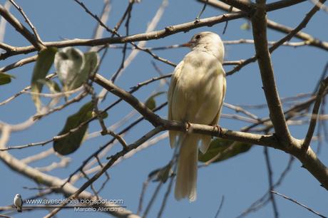 Fiofío copetón (Yellow-bellied Elaeni) Elaenia flavogaster con leucismo completo Fiofío copetón (Yellow-bellied Elaeni) Elaenia flavogaster