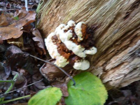 Guía de hongos o setas + Amanita Muscaria