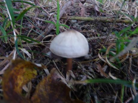 Guía de hongos o setas + Amanita Muscaria