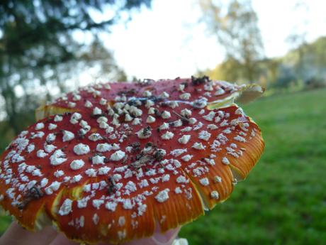 Guía de hongos o setas + Amanita Muscaria