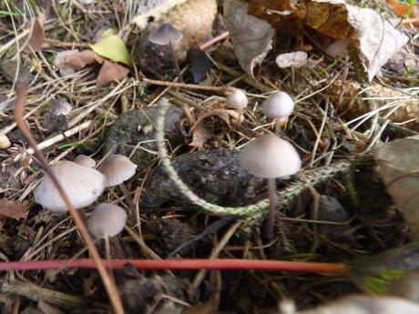 Guía de hongos o setas + Amanita Muscaria